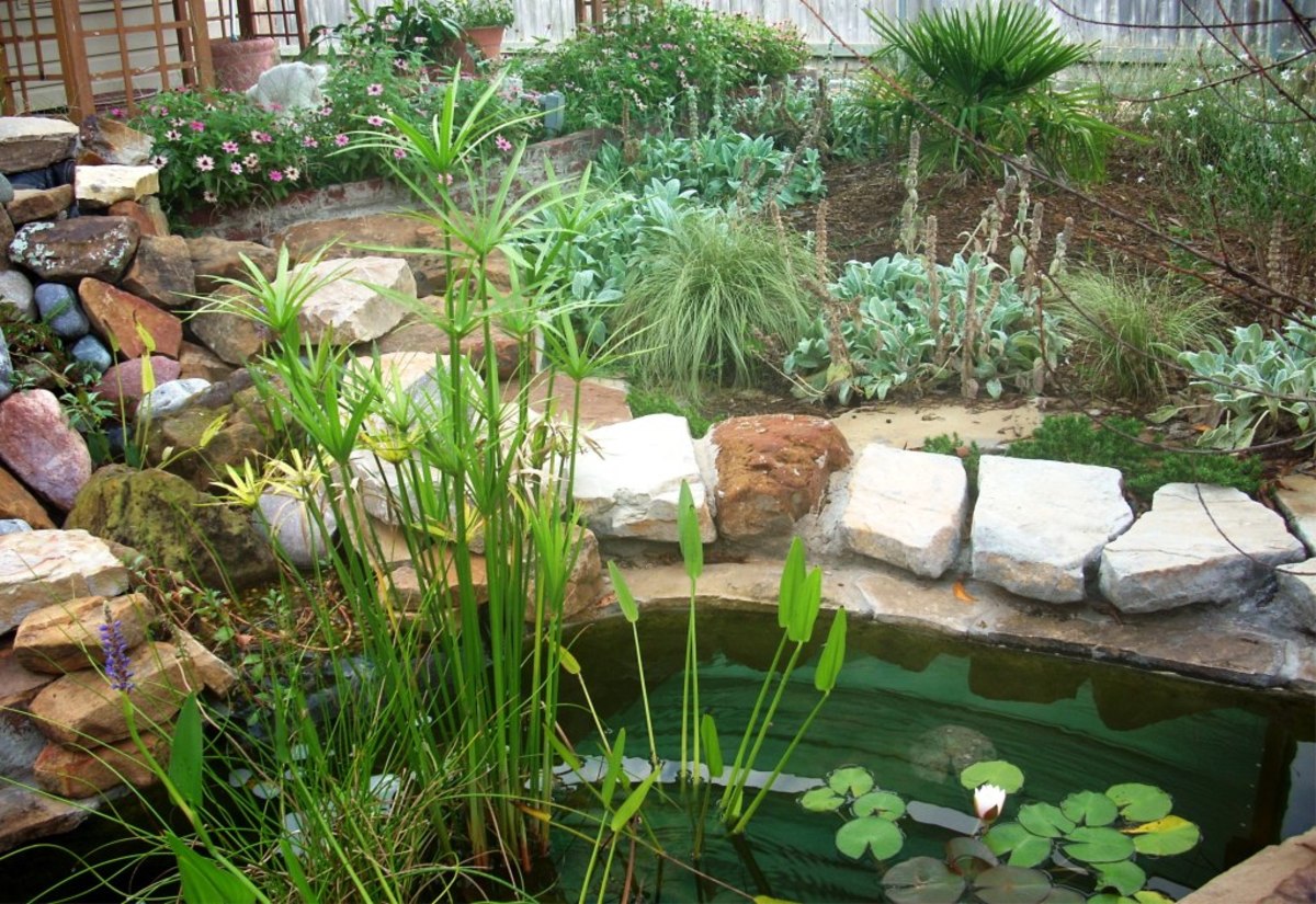 The Small Pond: How a Small Garden Pond Can Be a Great Choice
