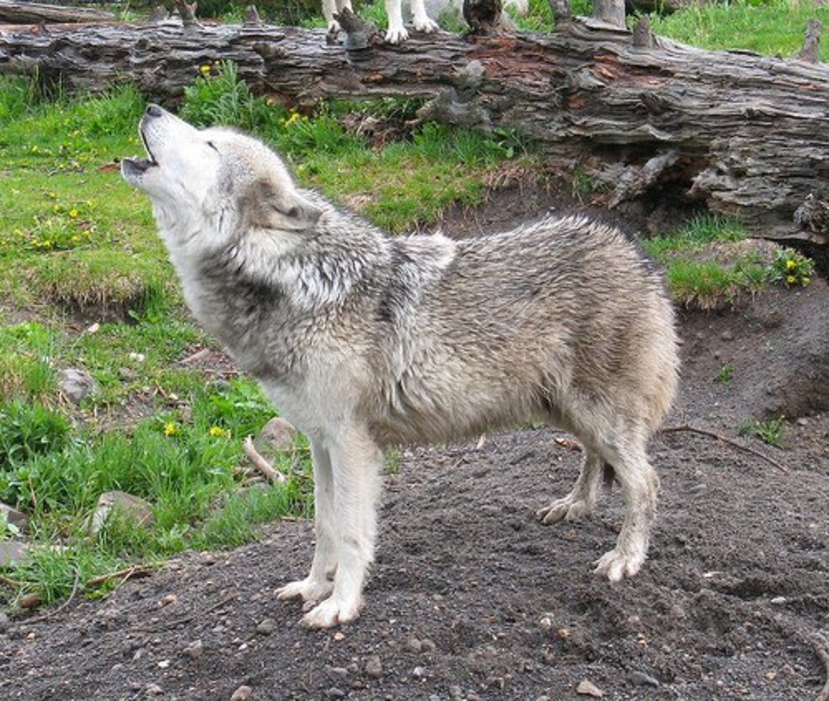 Wolf Dog Hybrid as a Pet PetHelpful