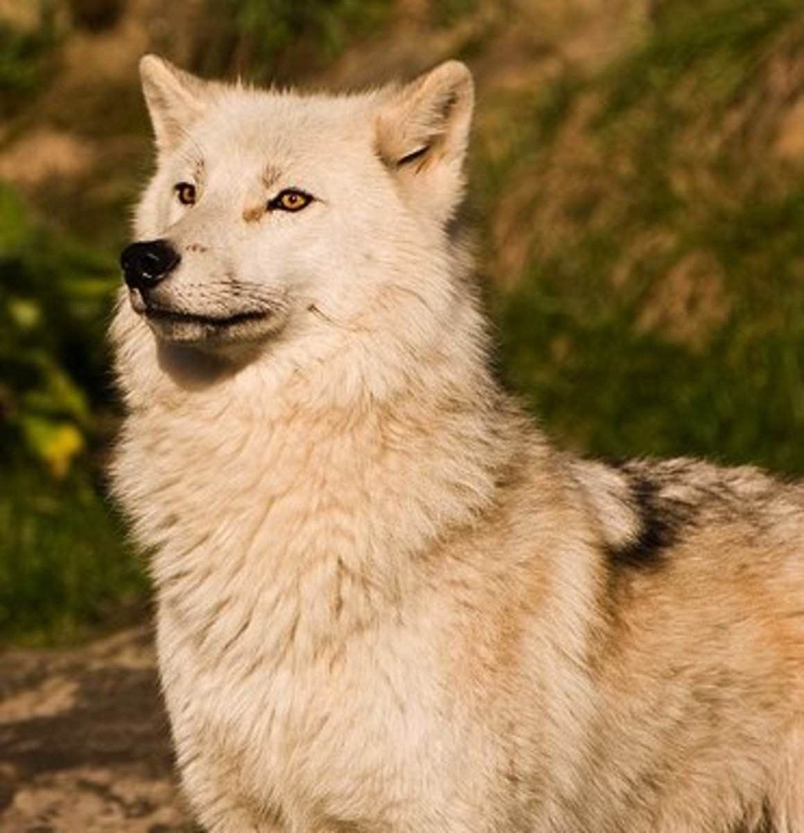 Do WolfDog Hybrids Make Good Pets? PetHelpful
