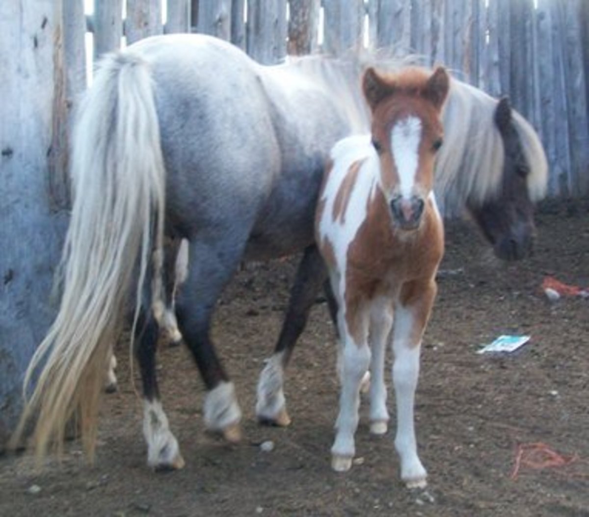 Breeding Miniature Horses PetHelpful