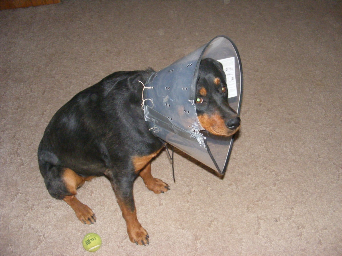 Pros and Cons of Chemical Castration in Dogs hubpages