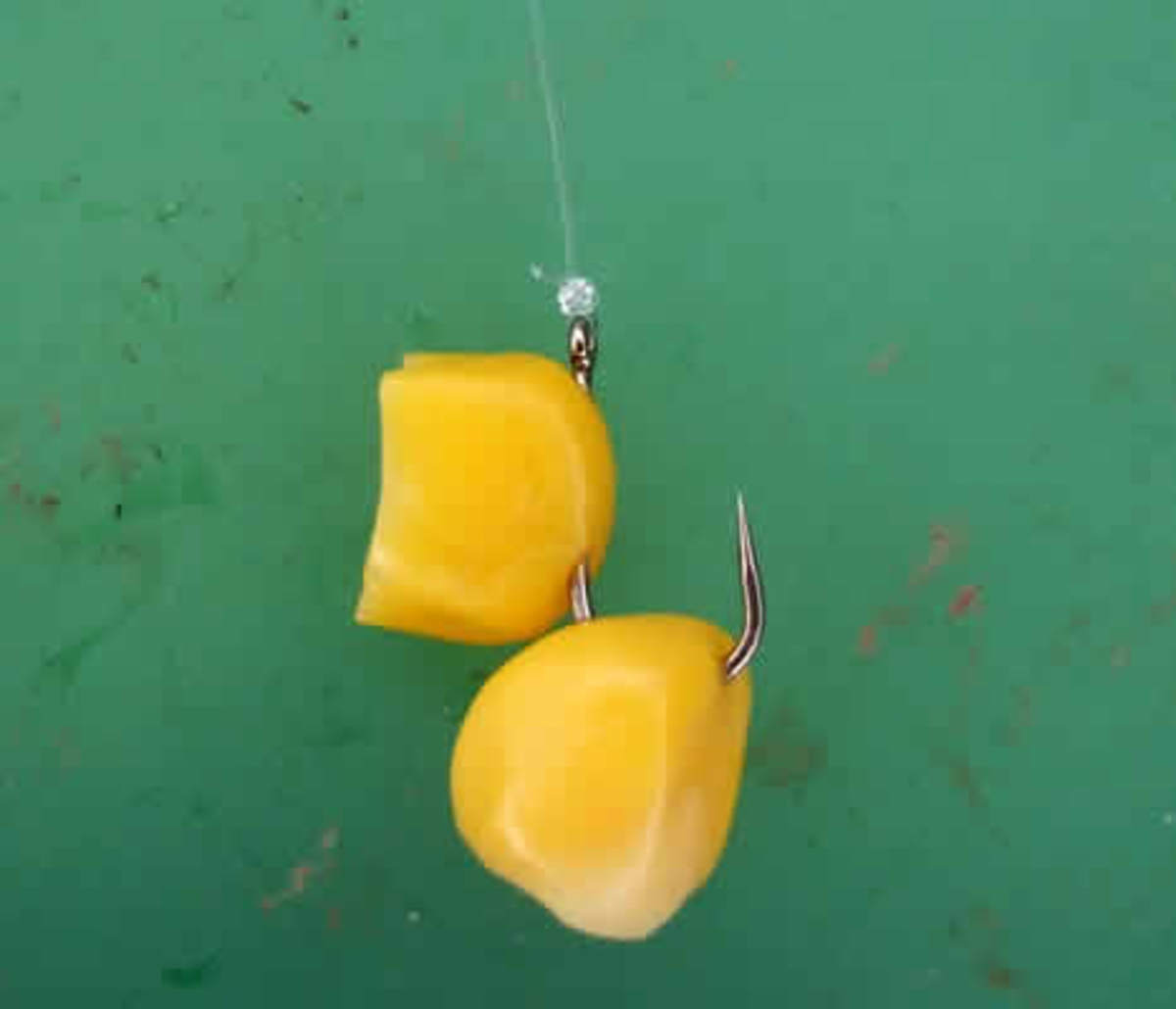 How to Fish for Carp Chapter 2 HubPages