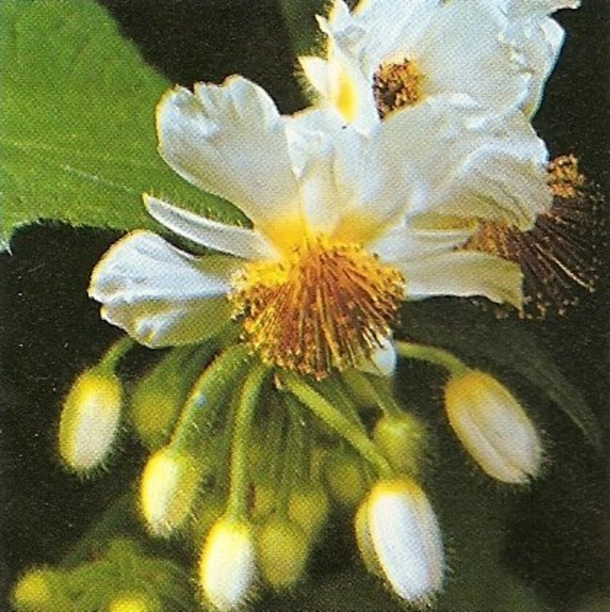 How to Grow and Care for African Hemp Dengarden