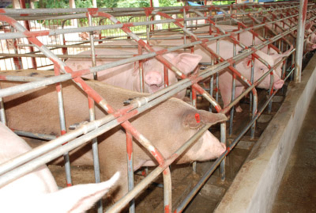 Raising Livestock in the Philippines HubPages