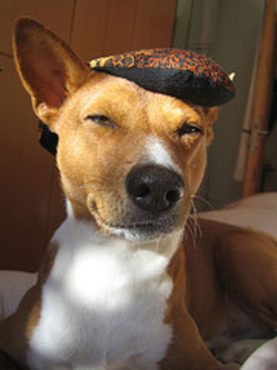 11 Hangover Cures That REALLY Work! hubpages