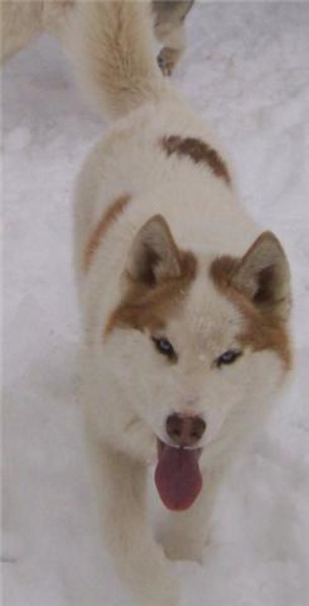 Colors of Siberian Huskies PetHelpful