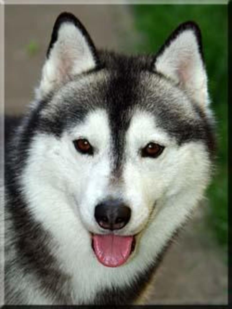 Colors of Siberian Huskies PetHelpful