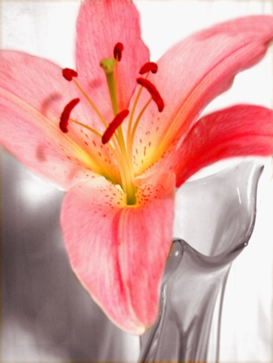 Lilies or a Lily can kill your cat within hours! HubPages