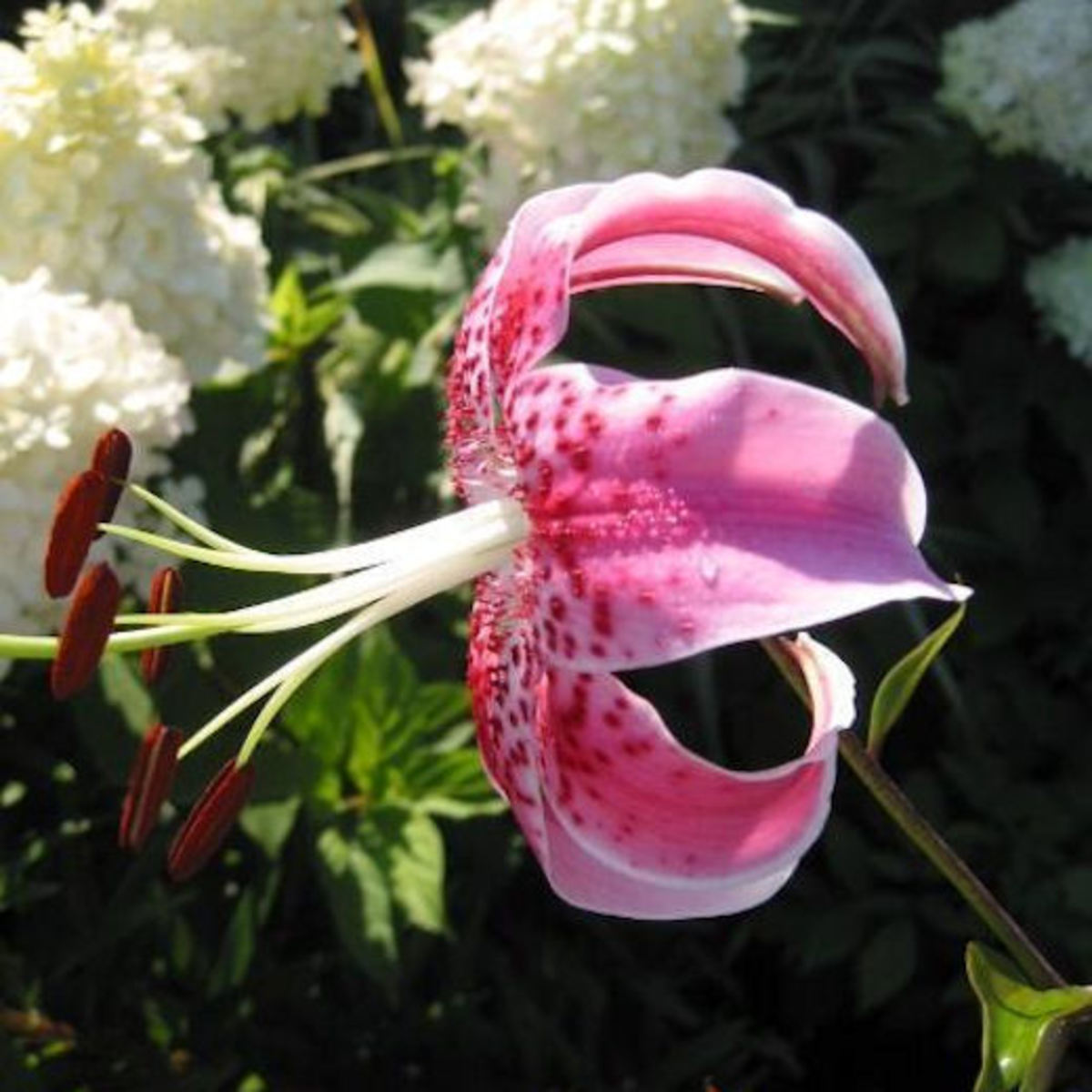 Lilies or a Lily can kill your cat within hours! HubPages