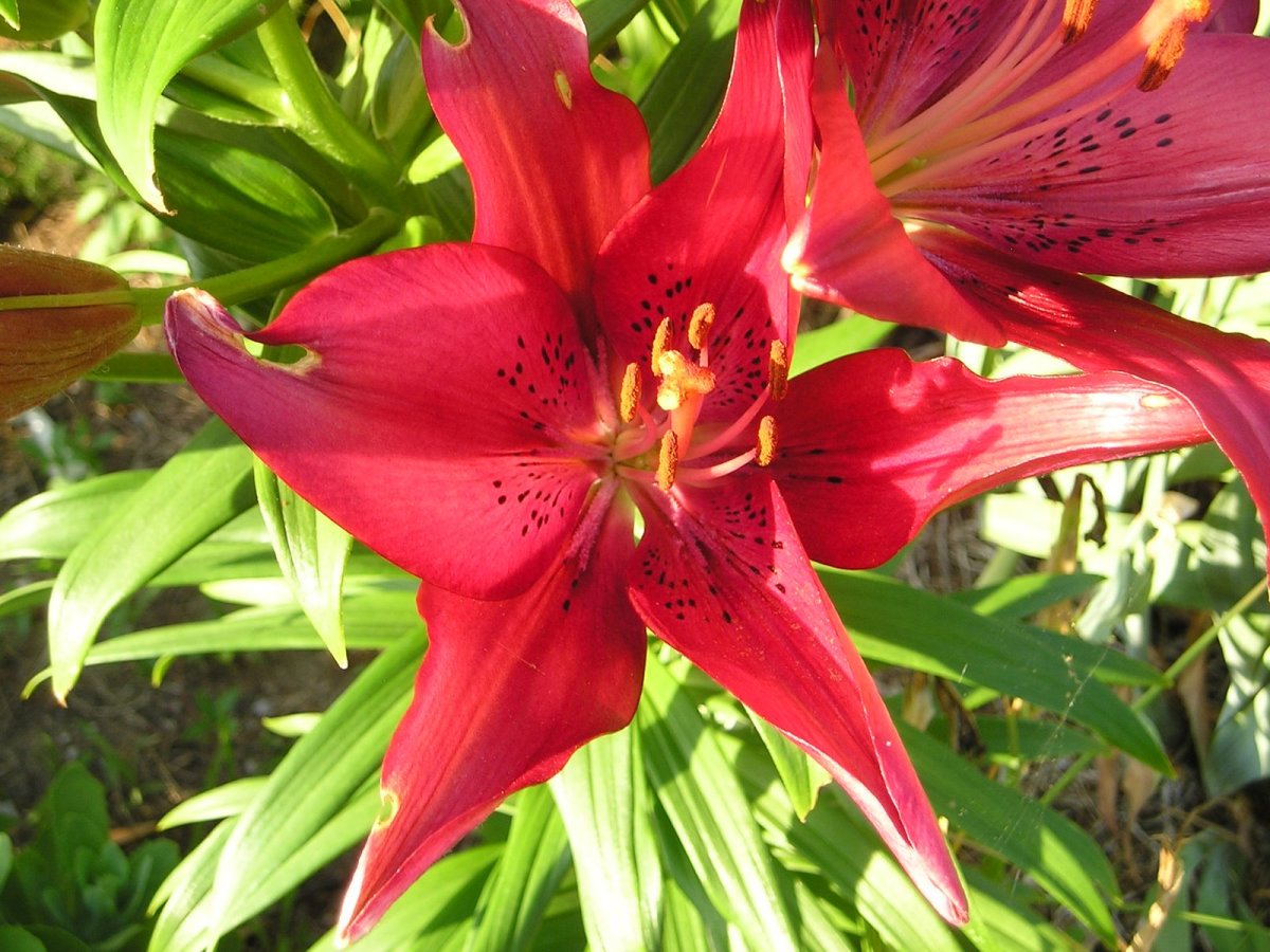 Lilies or a Lily can kill your cat within hours! hubpages