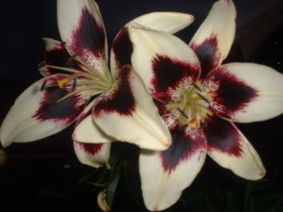 Lilies or a Lily can kill your cat within hours! HubPages