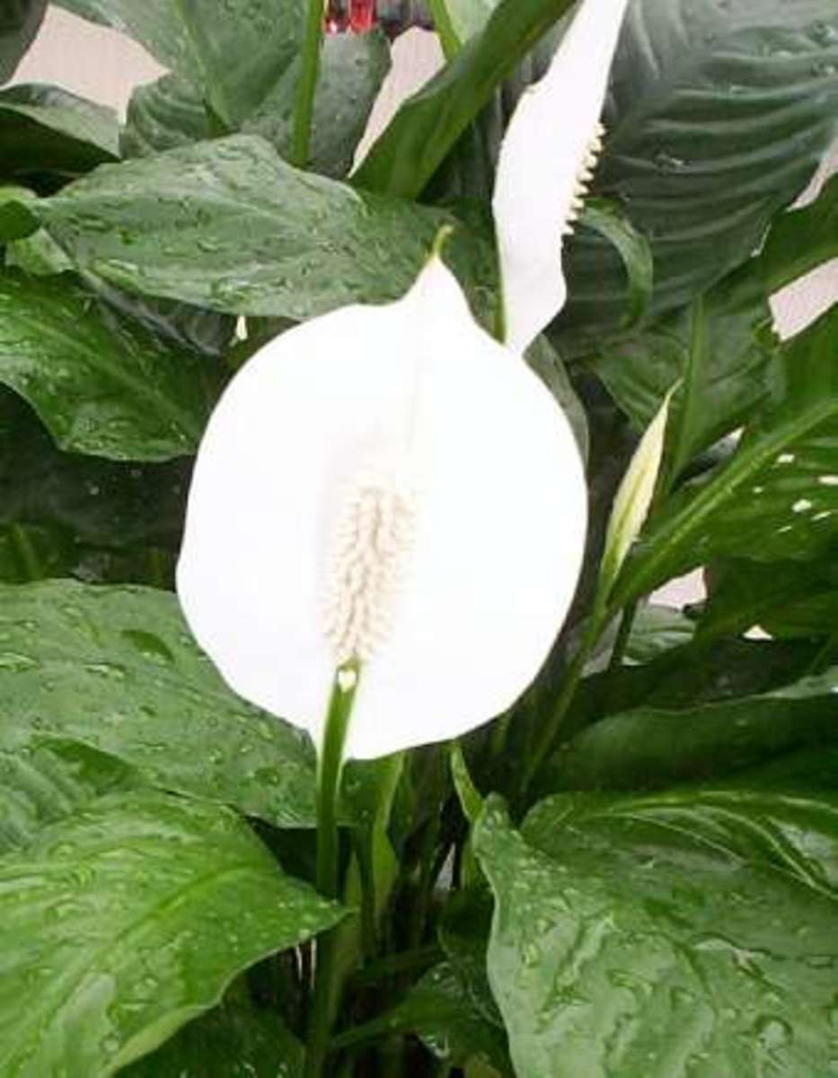 Lilies or a Lily can kill your cat within hours! hubpages