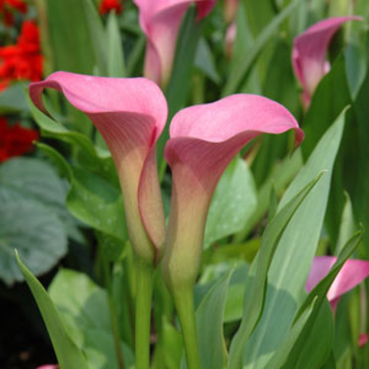 Lilies or a Lily can kill your cat within hours! hubpages