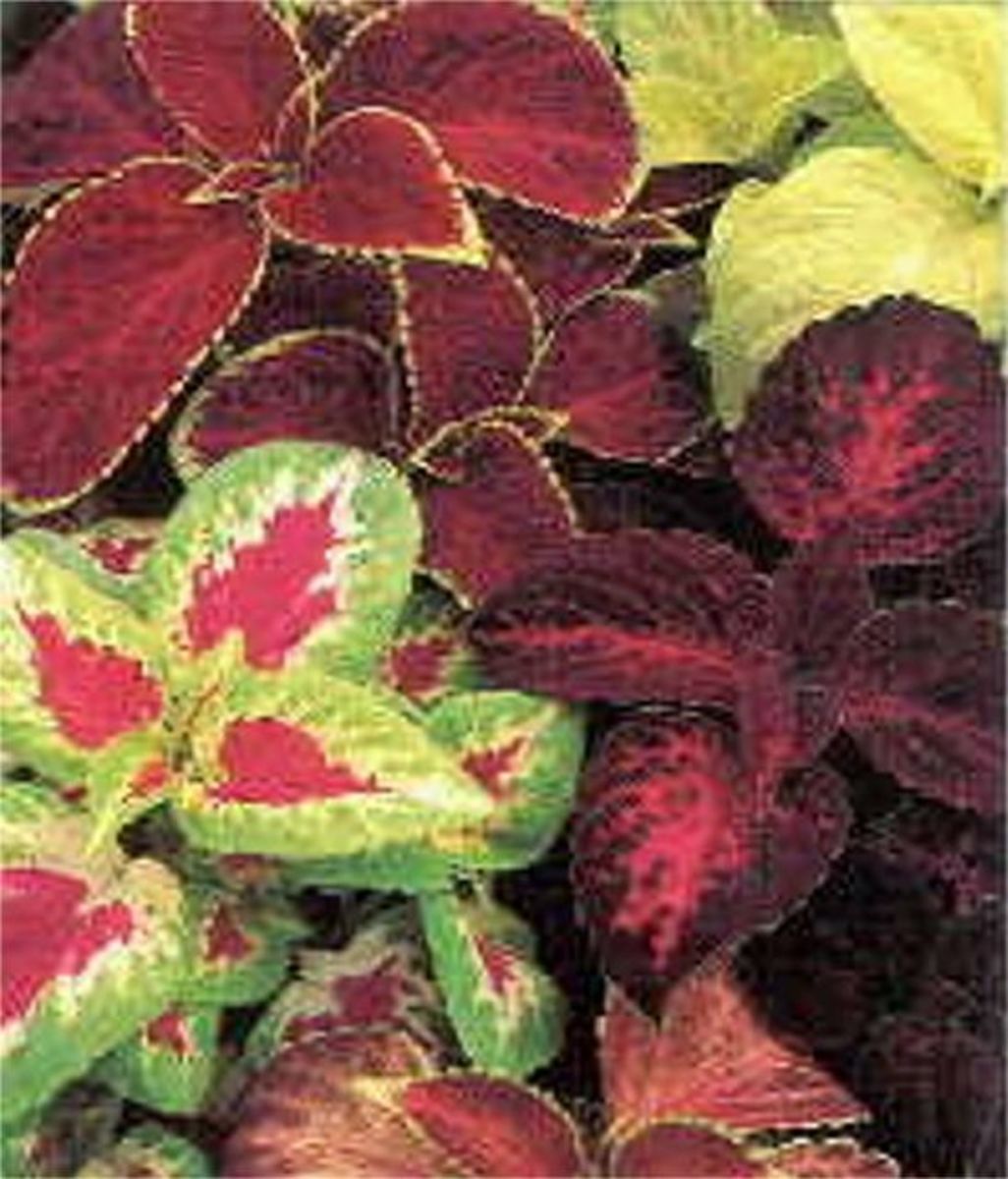 AZ List of Houseplants That Are Poisonous to Your Cats PetHelpful