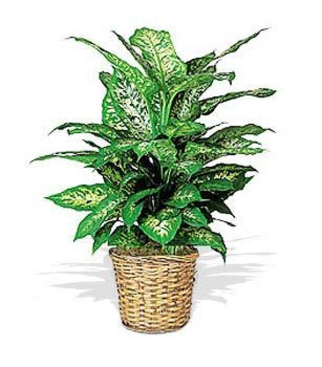 AZ of Houseplants that are Poisonous to your Cats. PetHelpful