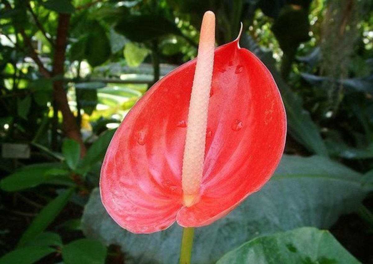 AZ List of Houseplants That Are Poisonous to Your Cats PetHelpful