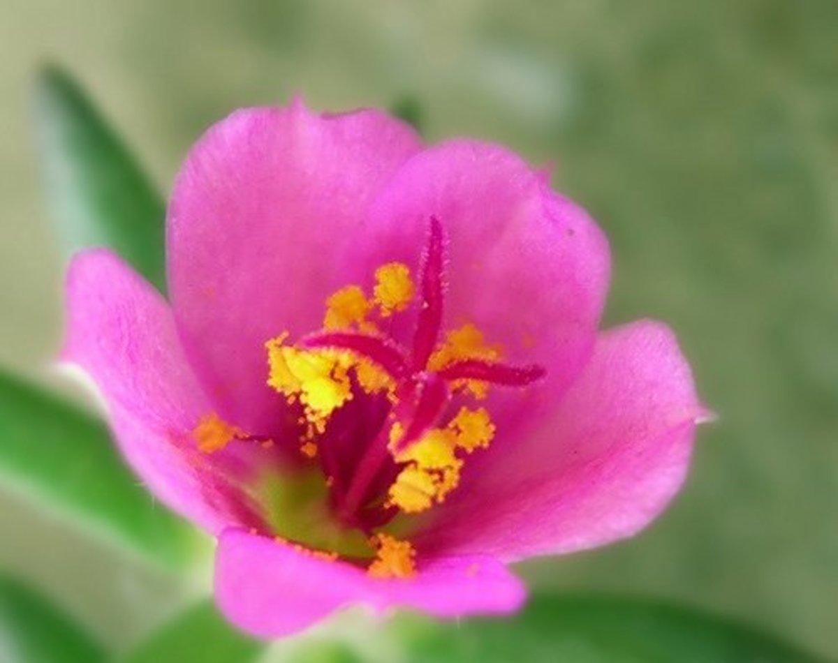 Passion Flower Toxic Cats Best Flower Site