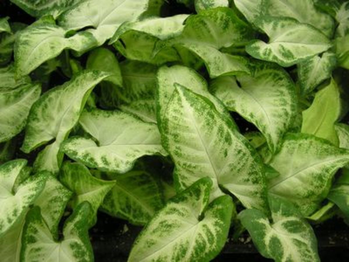 AZ of Houseplants that are Poisonous to your Cats. PetHelpful