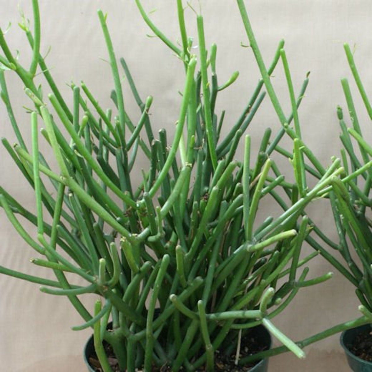 AZ of Houseplants that are Poisonous to your Cats. PetHelpful