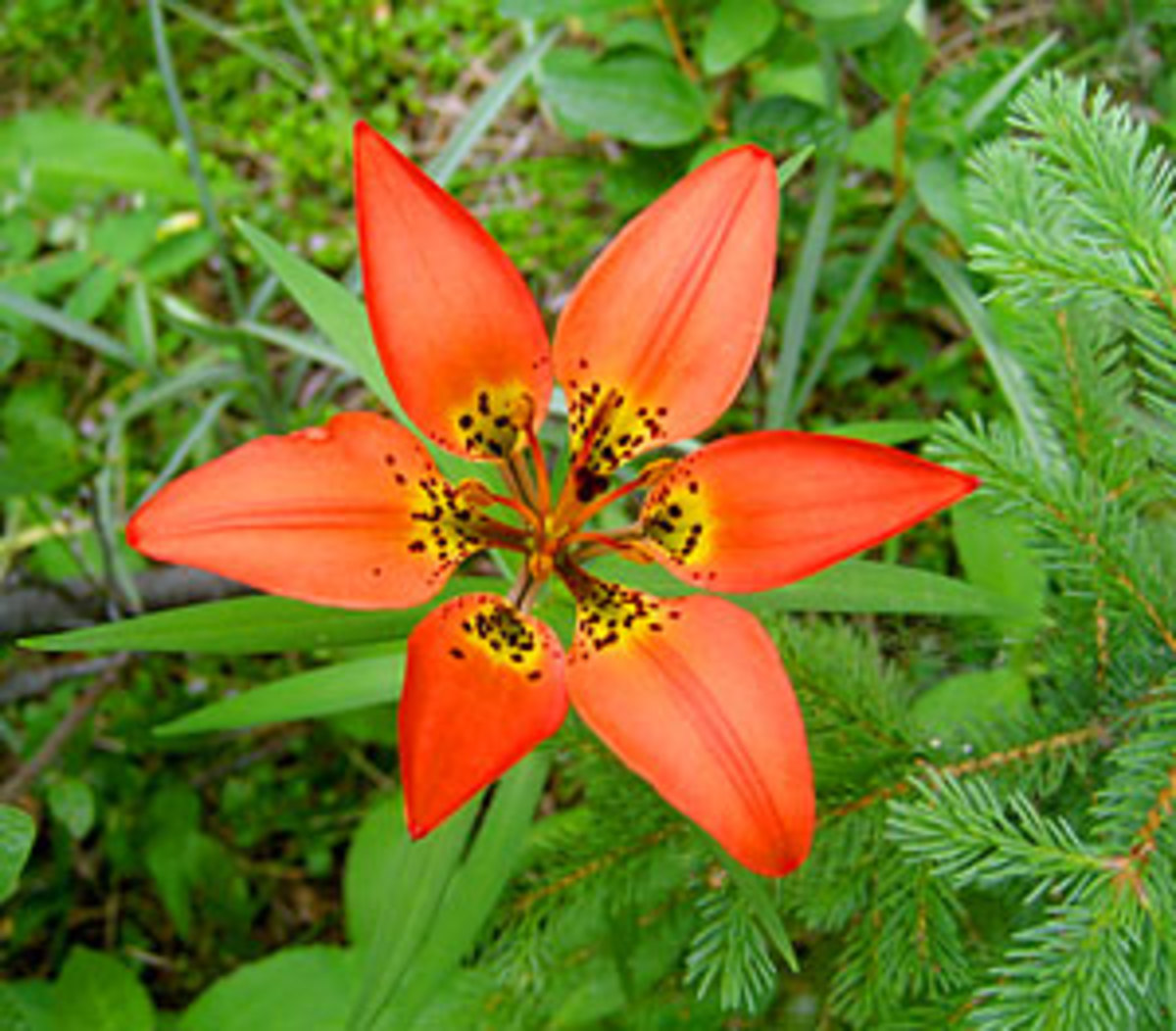 AZ of Houseplants that are Poisonous to your Cats. PetHelpful