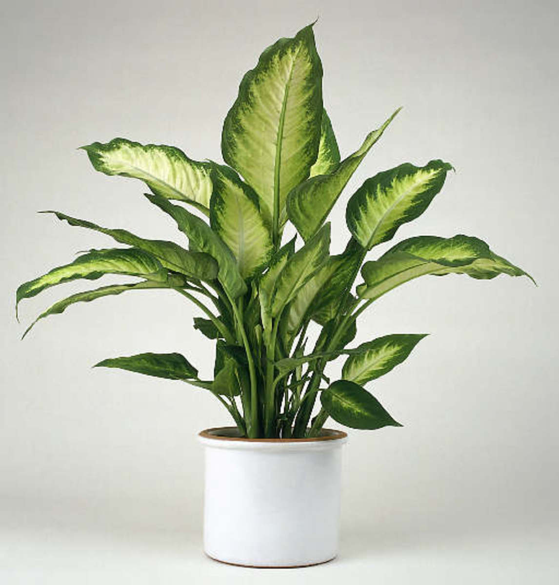 AZ of Houseplants that are Poisonous to your Cats. PetHelpful