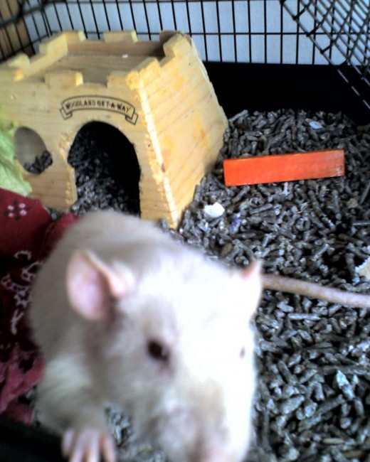 Creating the Perfect Rat SetUp PetHelpful