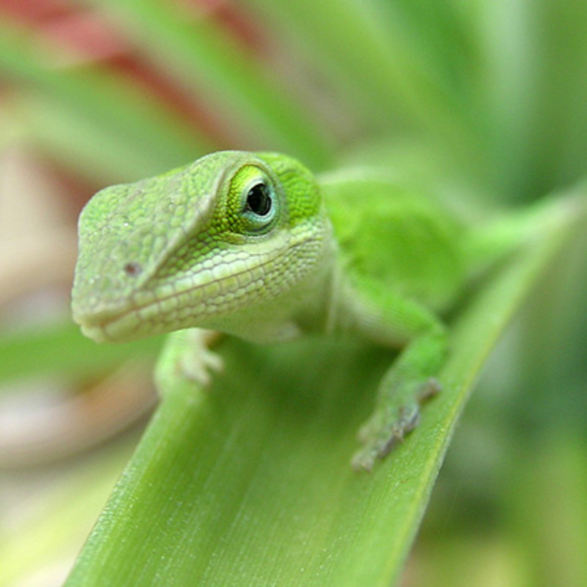 Keeping Green Anoles As Pets hubpages