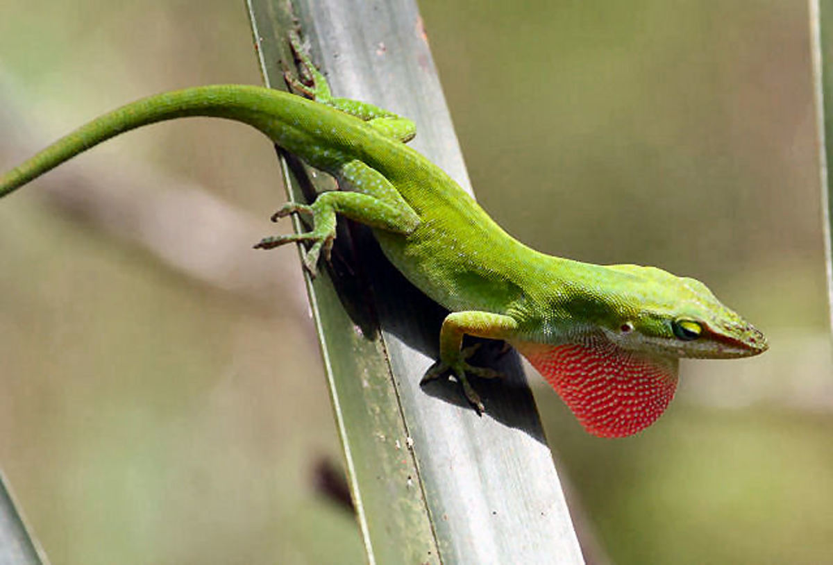 Keeping Green Anoles As Pets HubPages