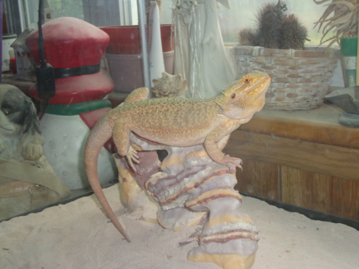 I learned from the bearded dragon