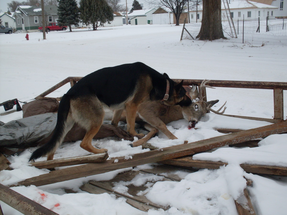 How to Gut a Deer for Raw Dog Food Illustrated Guide PetHelpful