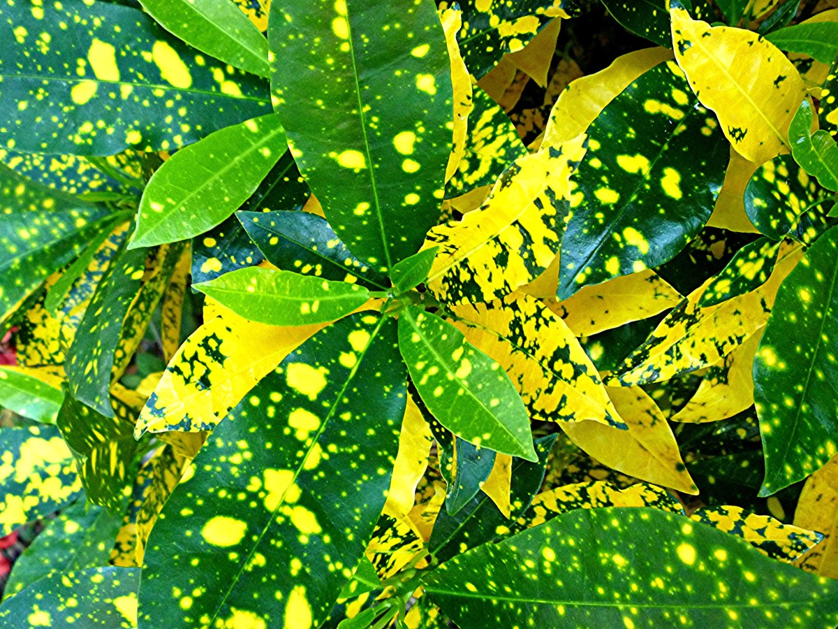 Growing Crotons Indoors and in the Garden Dengarden