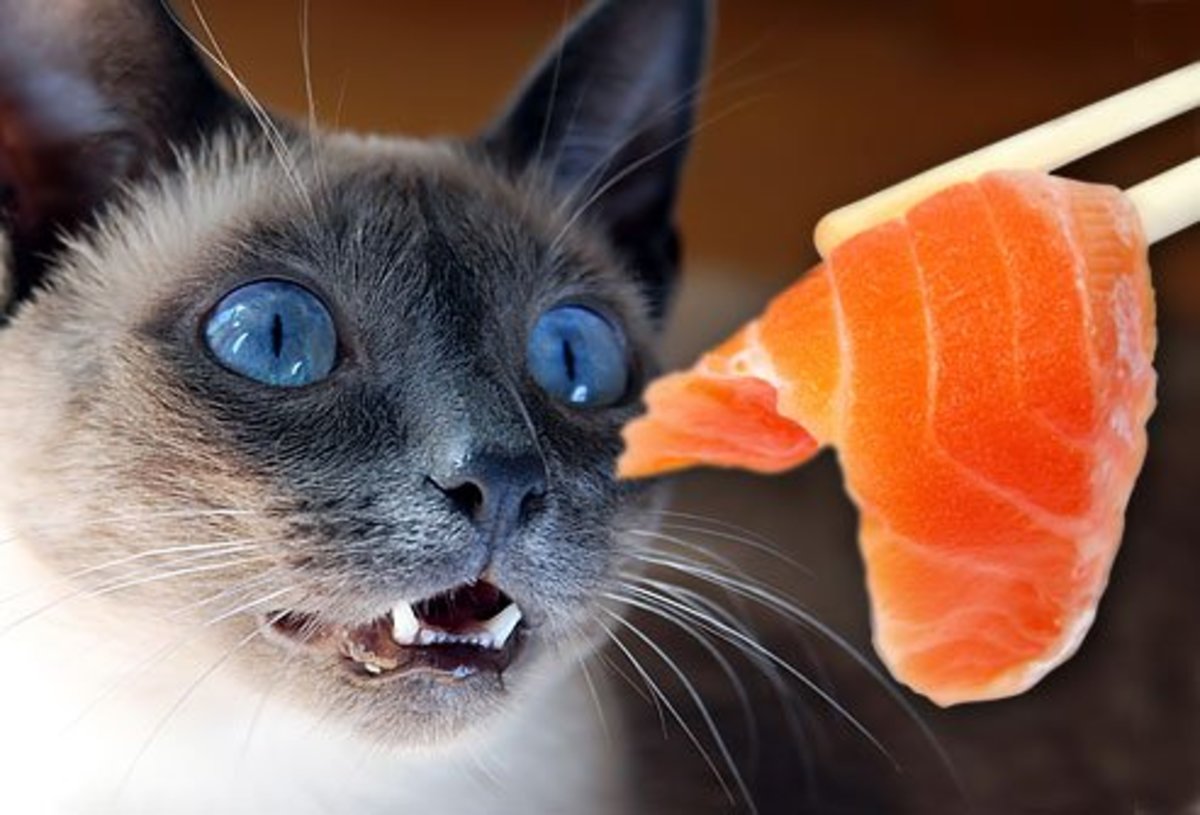 Toxic Foods What Your Cat Should Never Eat PetHelpful