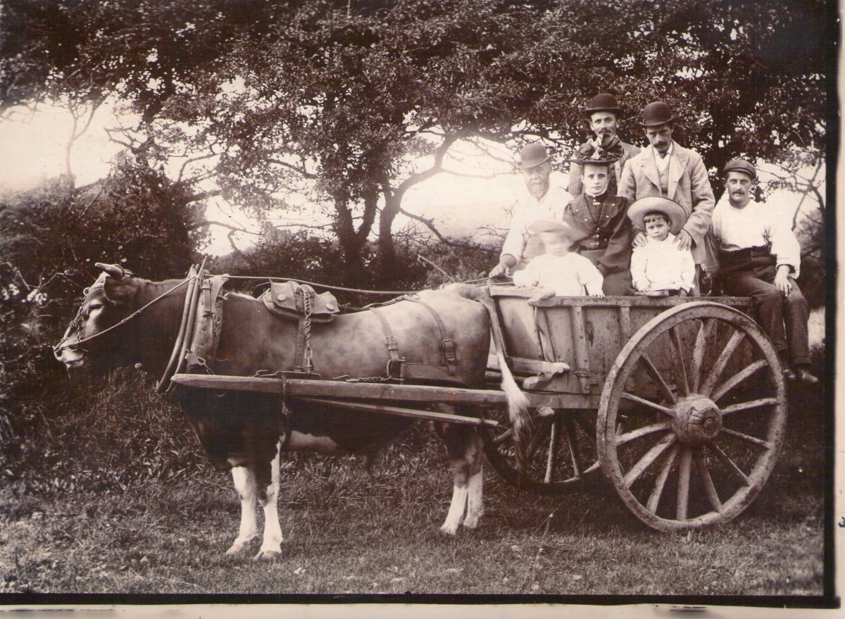 Original Old Guernsey Farming Pictures and Photos. HubPages