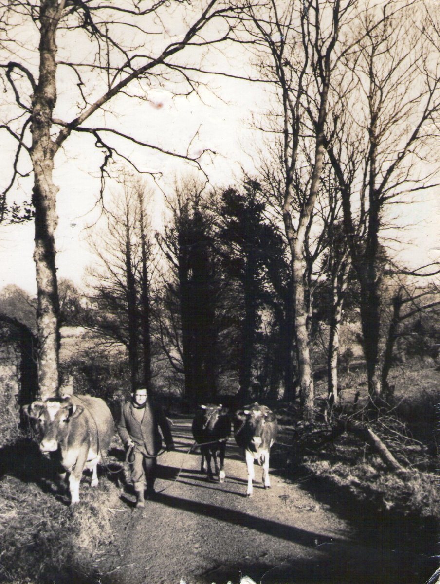 Original Old Guernsey Farming Pictures and Photos. HubPages