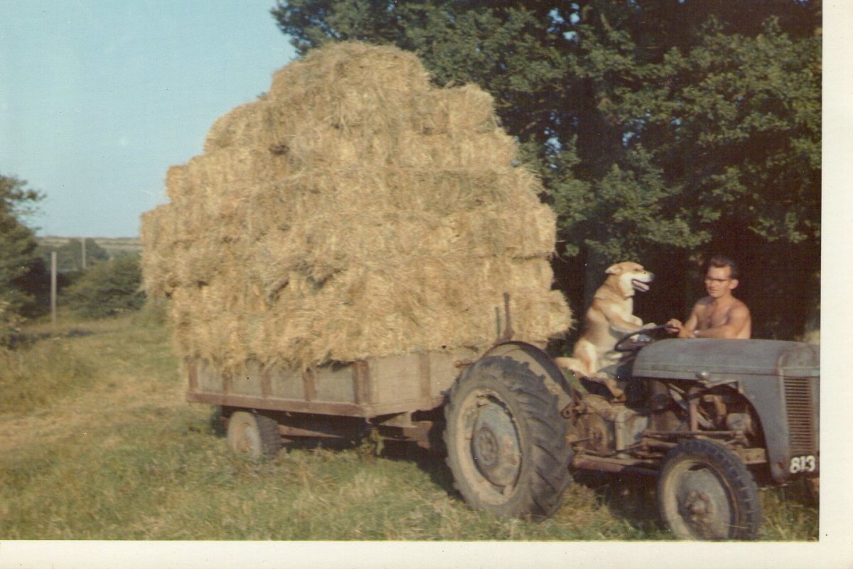 Original Old Guernsey Farming Pictures and Photos. HubPages