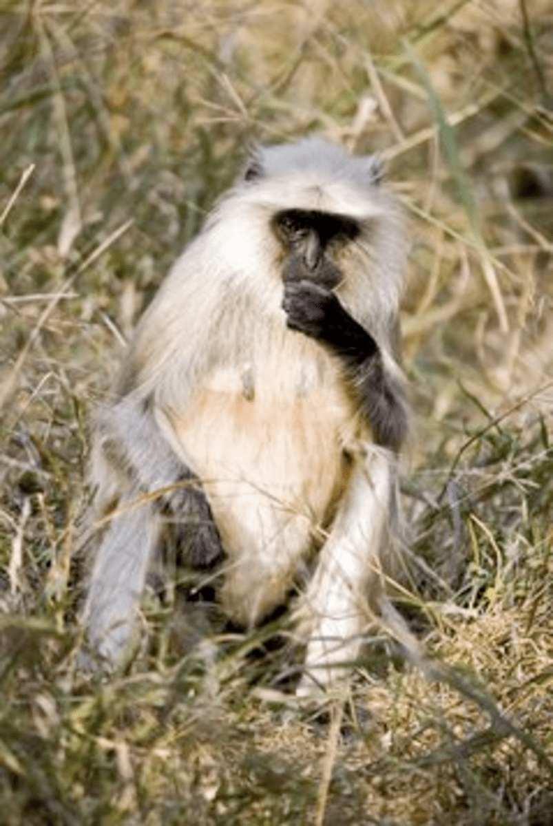 7 Fun Facts on the Gray Langur India's Most Widespread Monkey HubPages