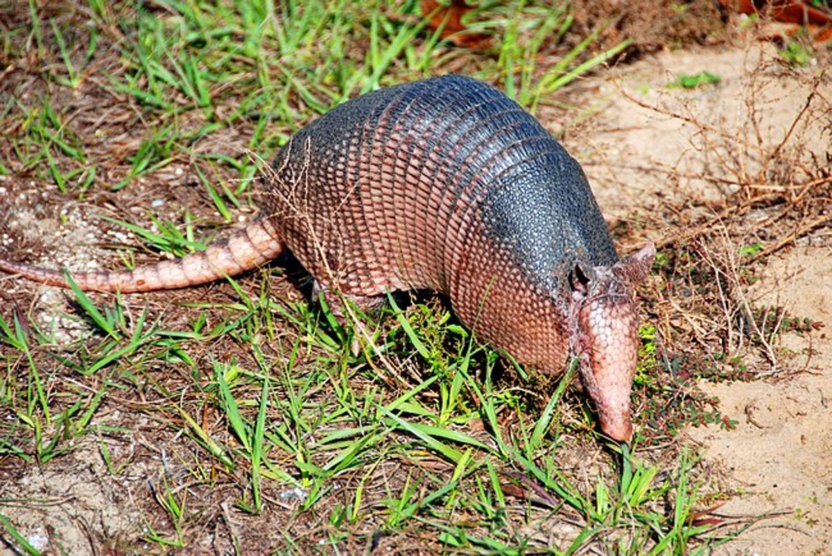 My First Camping Encounter With an Armadillo HubPages