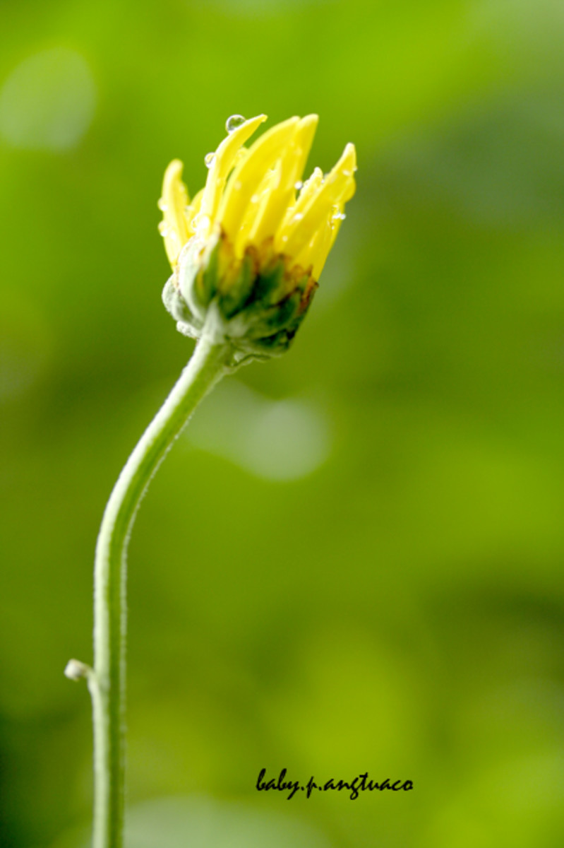 What color means bravery The Meaning Of Color