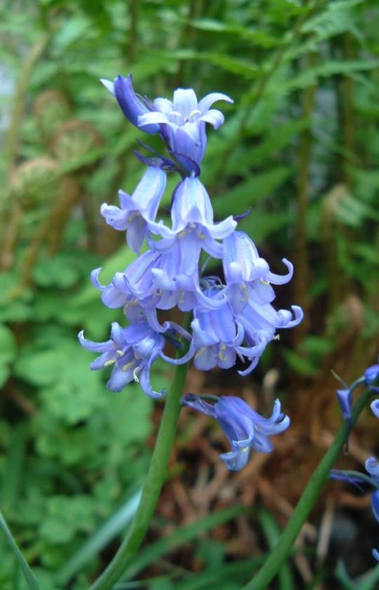 Bluebell Flowers Beautiful and Whimsical Perennials Dengarden