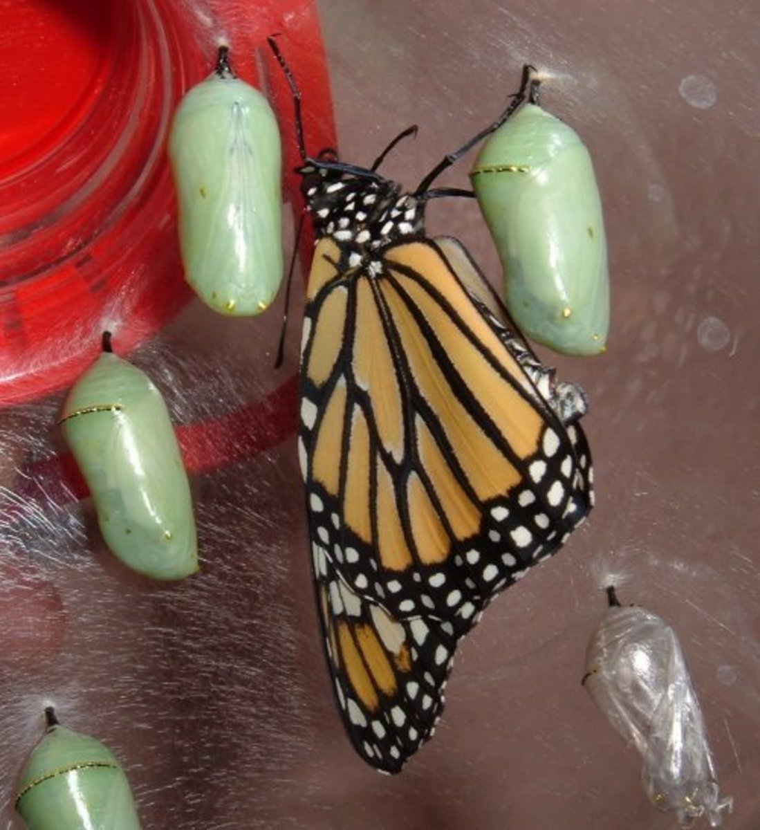 Butterflies of Oklahoma Ten Beautiful Species and How To Attract Them