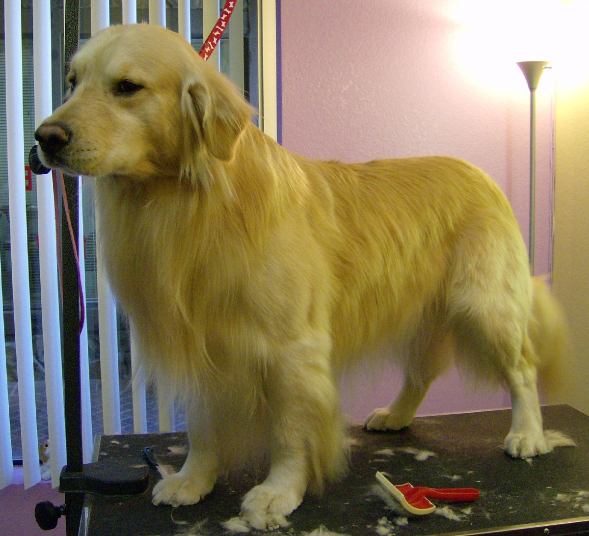 Dog Grooming Picture Gallery