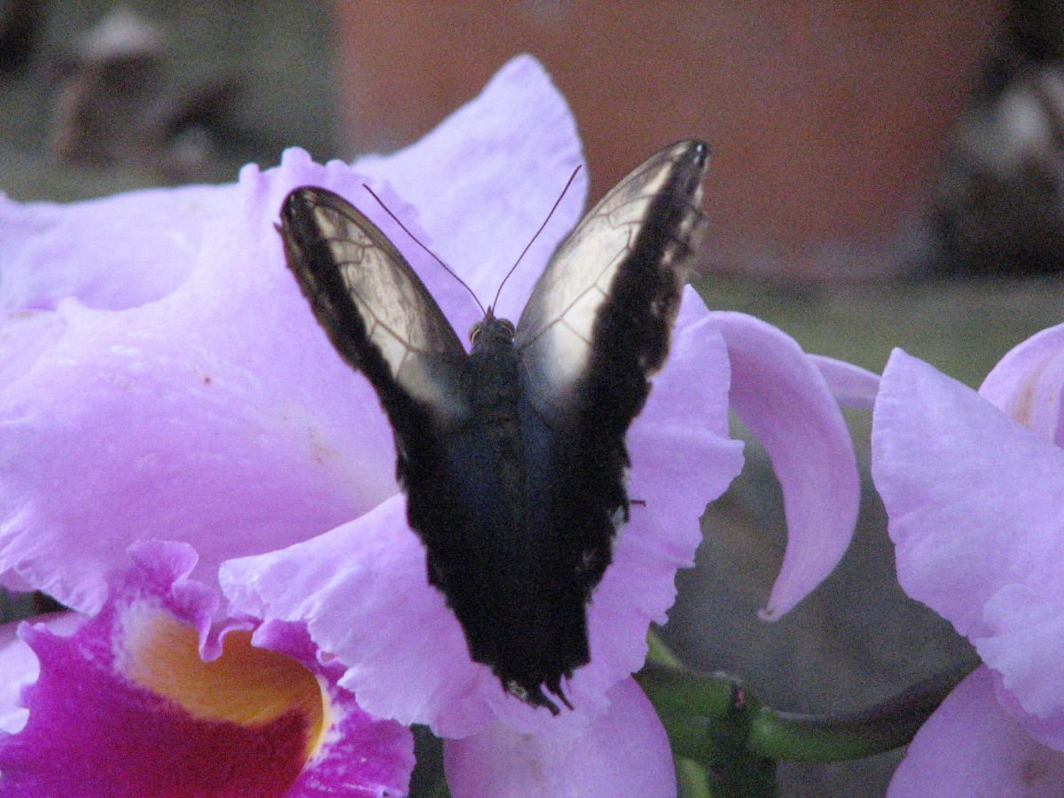 What Kind of Flowers Attract Butterflies? HubPages