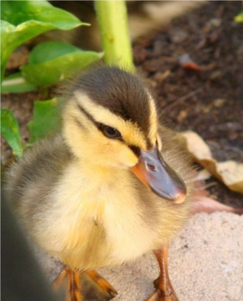 How to Raise Baby Ducklings PetHelpful