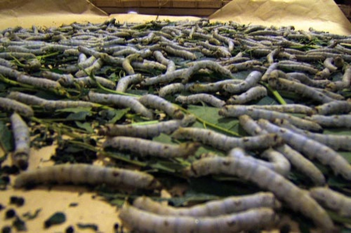 Breeding and Raising for Silkworms HubPages