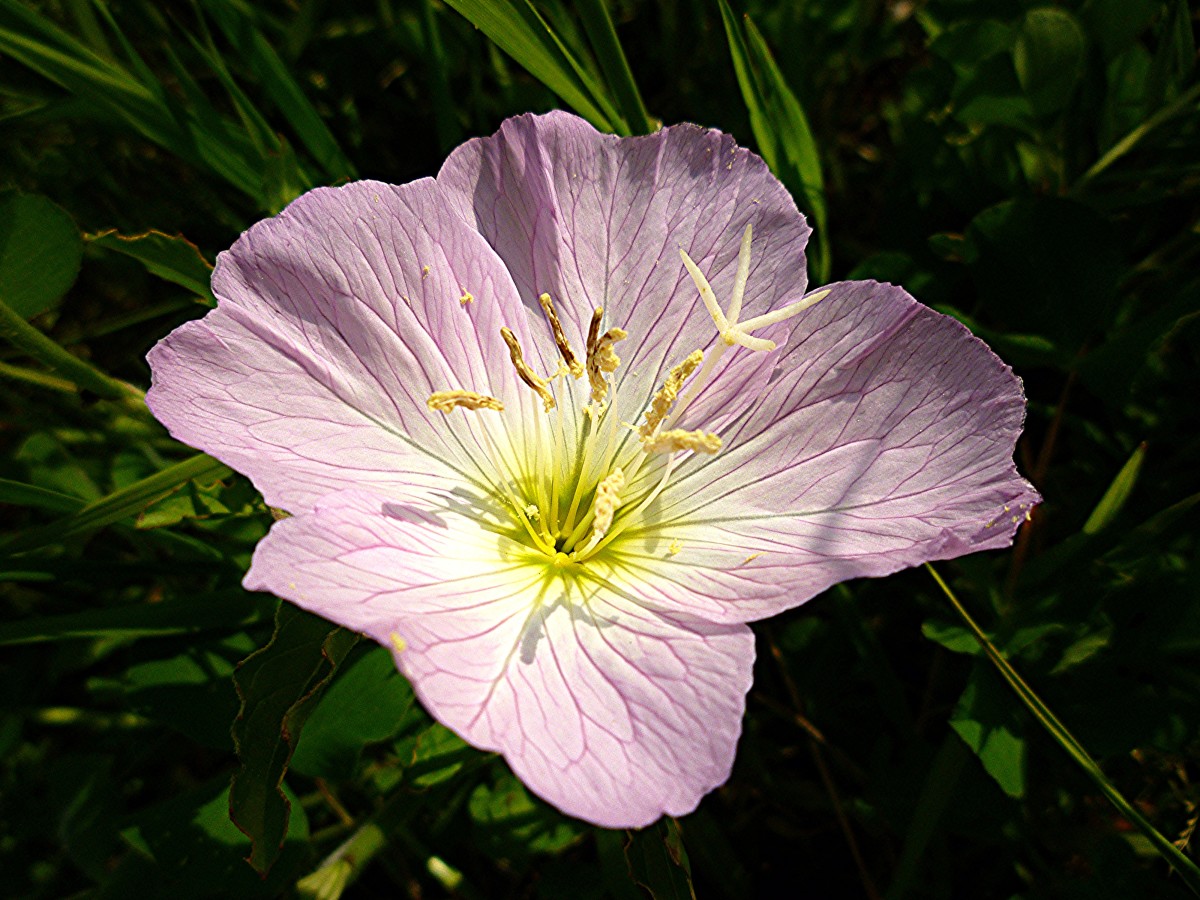 Pictures of Beautiful Wildflowers in our Houston, Texas Subdivision