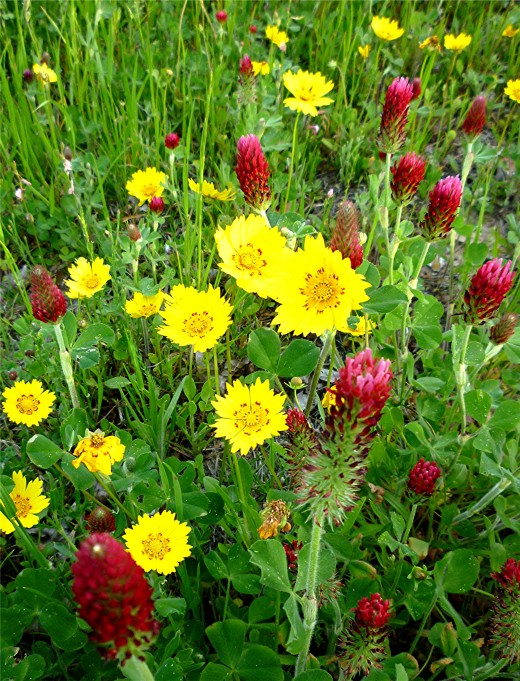 Pictures of Beautiful Wildflowers in our Houston, Texas Subdivision