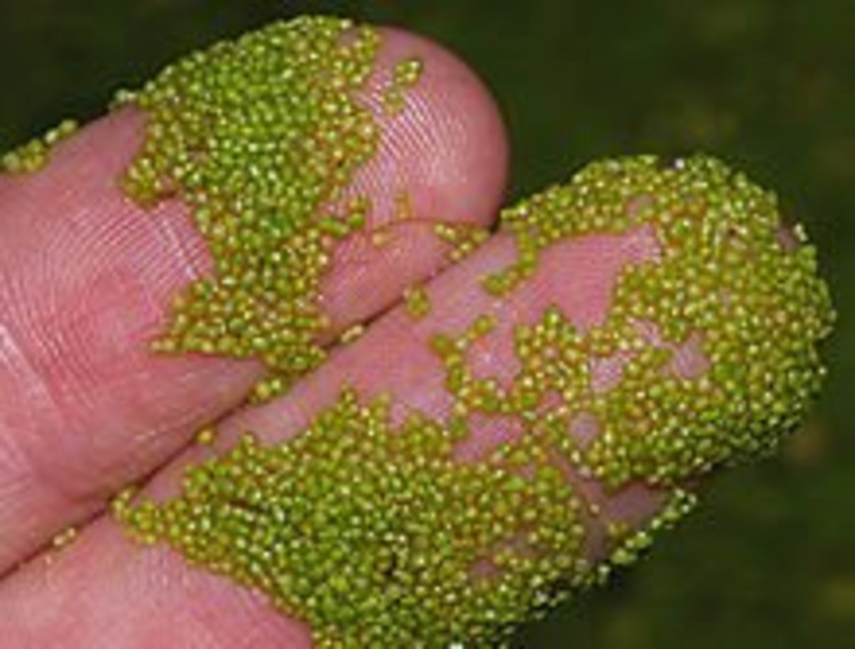 The Amazing World of FlowersSmallest, Largest, Tallest, Smelliest and