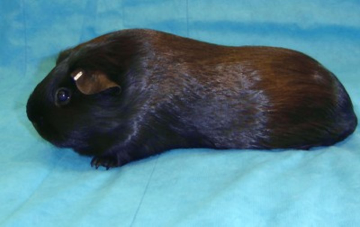 How to Choose and Care for Your GuineaPig (Cavy) PetHelpful