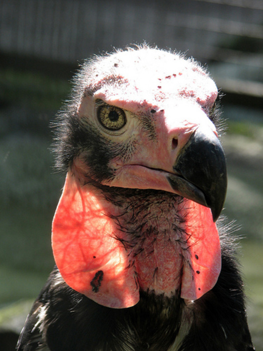 List of Top 10 Endangered Animal Species in Asia Owlcation