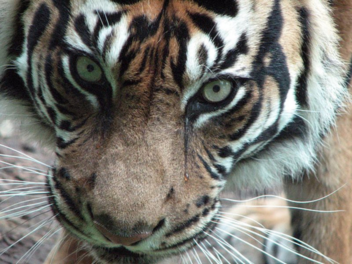 List of Top 10 Endangered Animal Species in Asia Owlcation